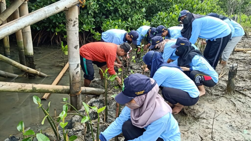 Cegah Bencana Alam, Mahasiswa KKN UIN Walisongo Tanam Mangrove